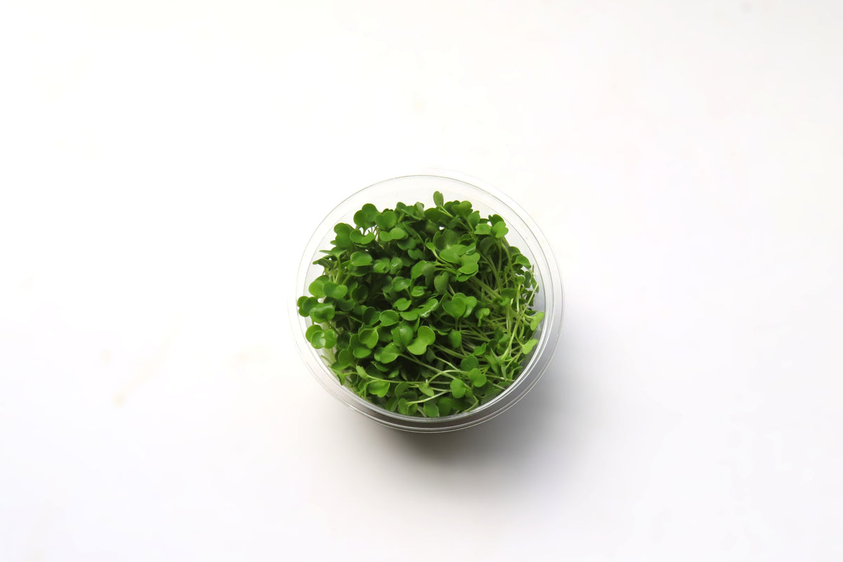 マイクロルッコラ15 g