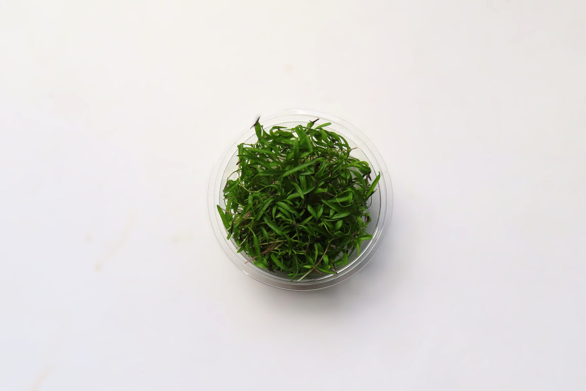 マイクロセルフィーユ　7g